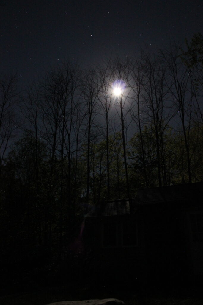 Moon shining through tree branches over a small house in the dark